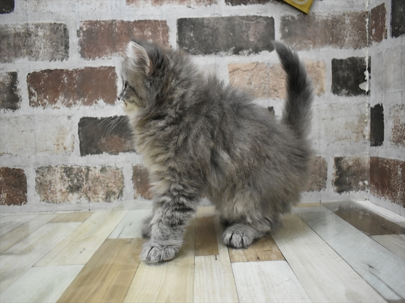 愛知県のスコティッシュストレート (ワンラブ名古屋守山インター総本店/2025年9月30日生まれ/男の子/ブルータビー)の子猫の3枚目の画像