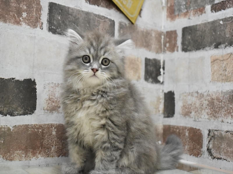 愛知県のスコティッシュストレート (ワンラブ名古屋守山インター総本店/2025年9月30日生まれ/男の子/ブルータビー)の子猫の2枚目の画像