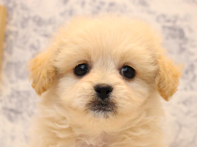 埼玉県のペキプー(ペキニーズ×プードル) (ワンラブ埼玉寄居店/2025年9月29日生まれ/女の子/クリーム)の子犬の1枚目の画像