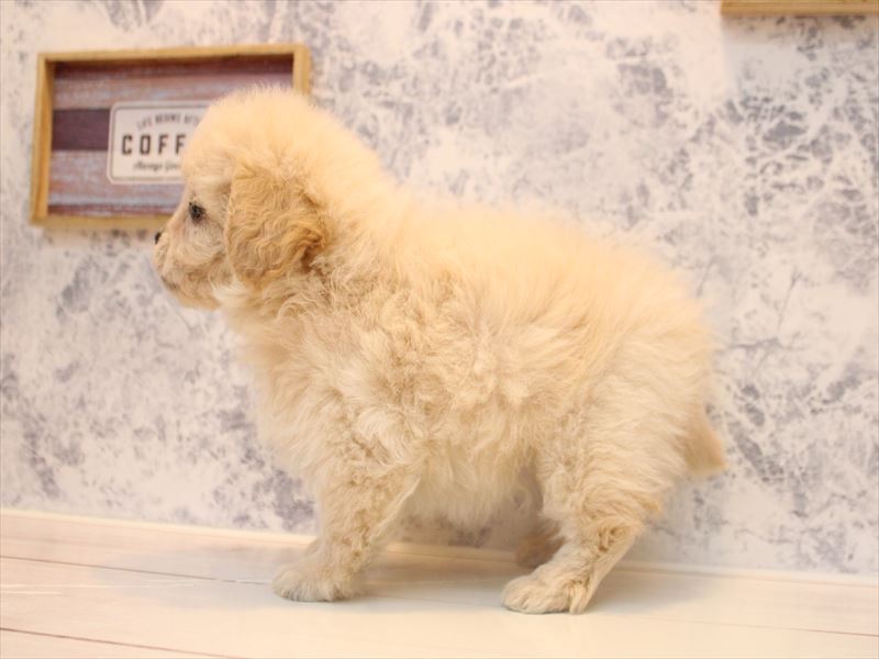 埼玉県のペキプー(ペキニーズ×プードル) (ワンラブ埼玉寄居店/2025年9月29日生まれ/女の子/クリーム)の子犬の3枚目の画像