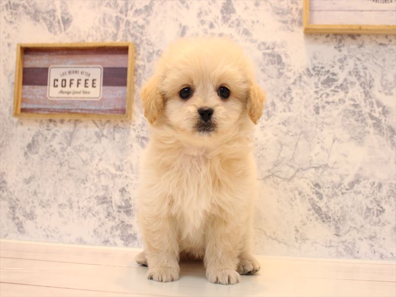 埼玉県のペキプー(ペキニーズ×プードル) (ワンラブ埼玉寄居店/2025年9月29日生まれ/女の子/クリーム)の子犬の2枚目の画像