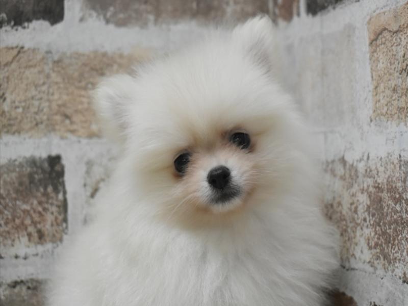 愛知県のポメラニアン (ワンラブららぽーと愛知東郷店/2025年9月30日生まれ/女の子/クリーム)の子犬の1枚目の画像