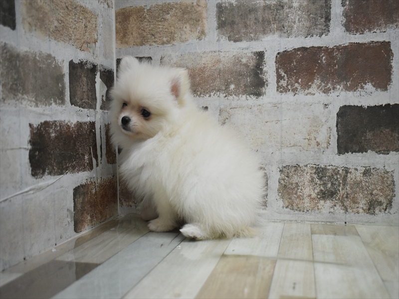 愛知県のポメラニアン (ワンラブららぽーと愛知東郷店/2025年9月30日生まれ/女の子/クリーム)の子犬の3枚目の画像