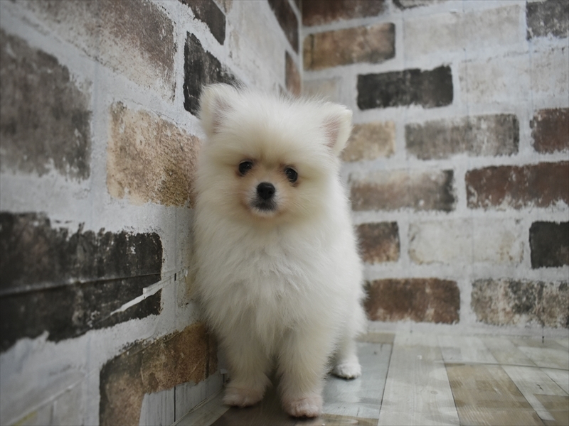 愛知県のポメラニアン (ワンラブららぽーと愛知東郷店/2025年9月30日生まれ/女の子/クリーム)の子犬の2枚目の画像