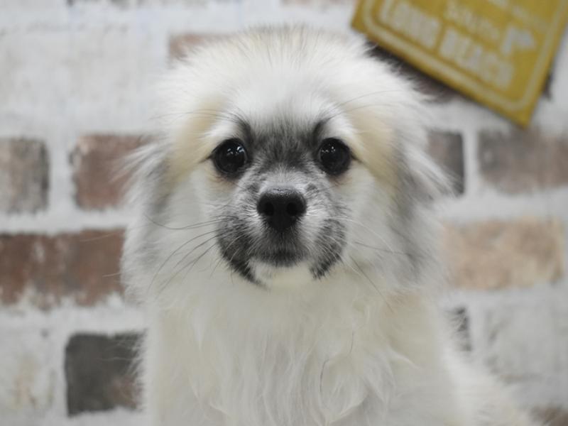 京都府のペキポメ/ポメペキ(ペキニーズ×ポメラニアン) (ワンラブMOMOテラス店/2025年7月26日生まれ/男の子/フォーン)の子犬