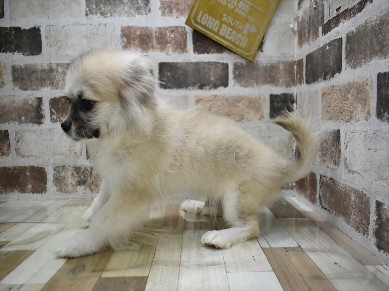 京都府のペキポメ/ポメペキ(ペキニーズ×ポメラニアン) (ワンラブMOMOテラス店/2025年7月26日生まれ/男の子/フォーン)の子犬の3枚目の画像