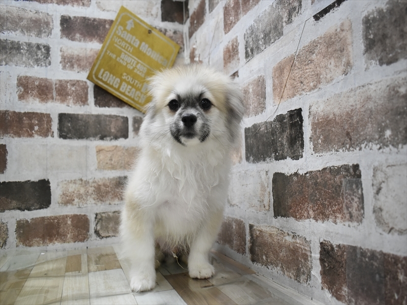 京都府のペキポメ/ポメペキ(ペキニーズ×ポメラニアン) (ワンラブMOMOテラス店/2025年7月26日生まれ/男の子/フォーン)の子犬の2枚目の画像