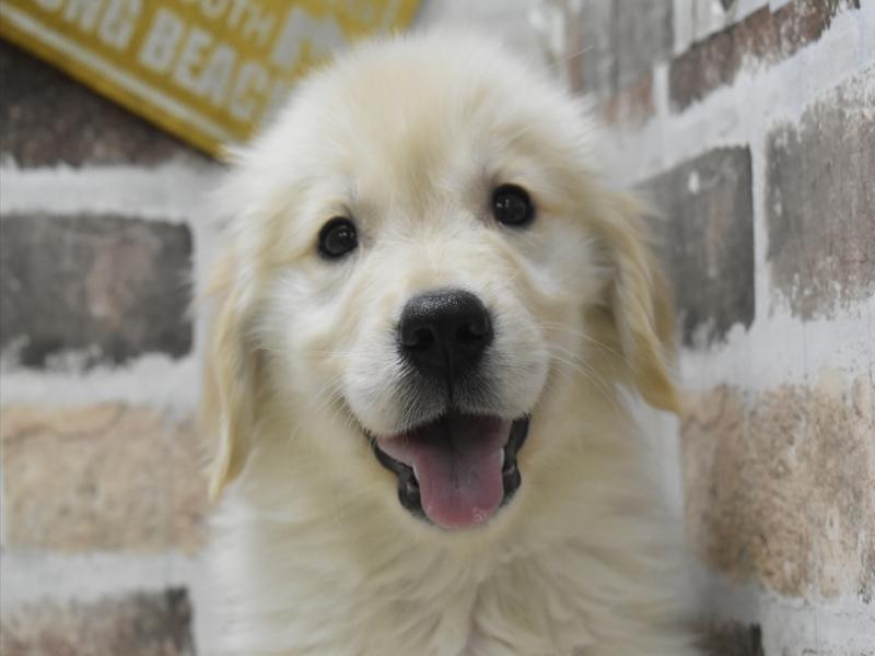 滋賀県のゴールデンレトリバー (ワンラブイオンタウン彦根店/2025年10月1日生まれ/男の子/ゴールデン)の子犬の1枚目の画像