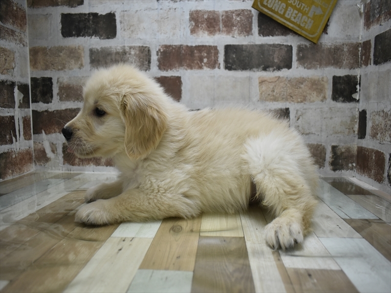 滋賀県のゴールデンレトリバー (ワンラブイオンタウン彦根店/2025年10月1日生まれ/男の子/ゴールデン)の子犬の3枚目の画像