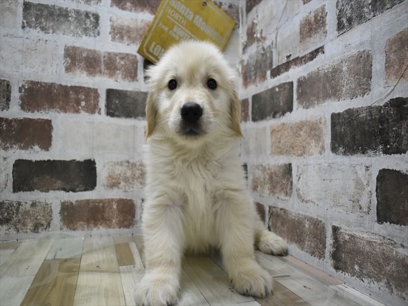 滋賀県のゴールデンレトリバー (ワンラブイオンタウン彦根店/2025年10月1日生まれ/男の子/ゴールデン)の子犬の2枚目の画像