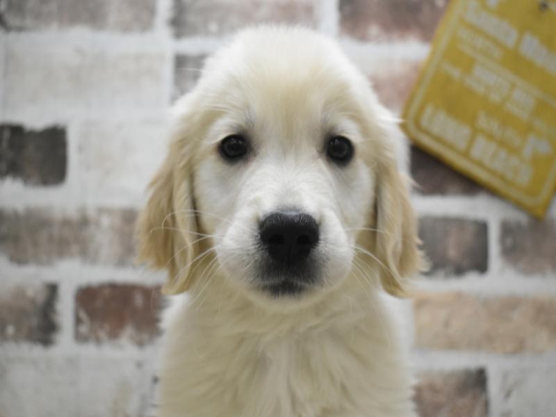 愛知県のゴールデンレトリバー (ワンラブ名古屋守山インター総本店/2025年10月1日生まれ/男の子/ゴールデン)の子犬の1枚目の画像