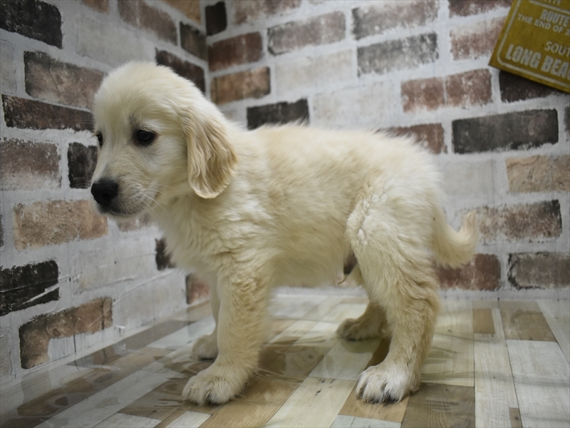 愛知県のゴールデンレトリバー (ワンラブ名古屋守山インター総本店/2025年10月1日生まれ/男の子/ゴールデン)の子犬の3枚目の画像