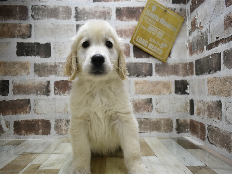 愛知県のゴールデンレトリバー (ワンラブ名古屋守山インター総本店/2025年10月1日生まれ/男の子/ゴールデン)の子犬の2枚目の画像