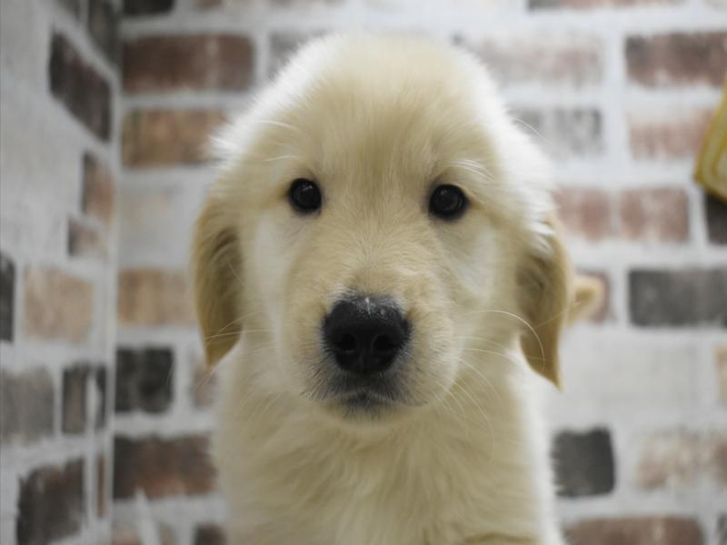 大阪府のゴールデンレトリバー (ワンラブアリオ鳳店/2025年10月1日生まれ/男の子/ゴールデン)の子犬の1枚目の画像