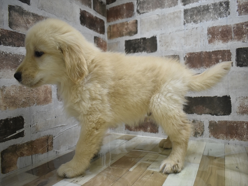 大阪府のゴールデンレトリバー (ワンラブアリオ鳳店/2025年10月1日生まれ/男の子/ゴールデン)の子犬の3枚目の画像