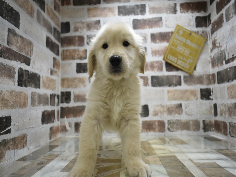 大阪府のゴールデンレトリバー (ワンラブアリオ鳳店/2025年10月1日生まれ/男の子/ゴールデン)の子犬の2枚目の画像