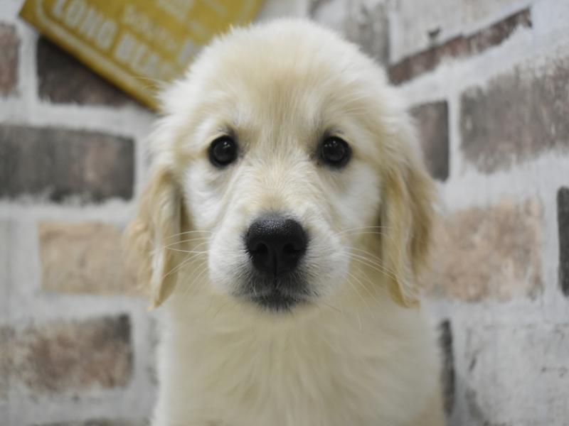 愛知県のゴールデンレトリバー (ワンラブららぽーと安城店/2025年10月1日生まれ/女の子/ゴールデン)の子犬