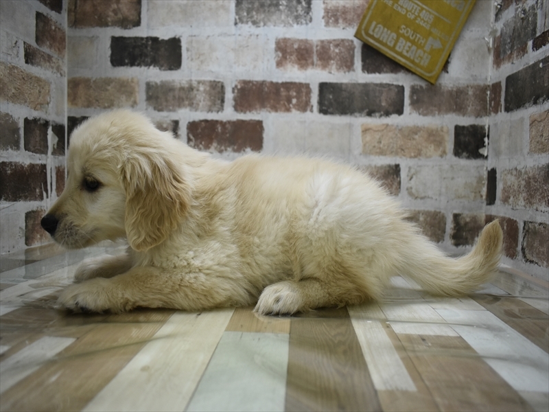 愛知県のゴールデンレトリバー (ワンラブイオンモール新瑞橋店/2025年10月1日生まれ/女の子/ゴールデン)の子犬の3枚目の画像