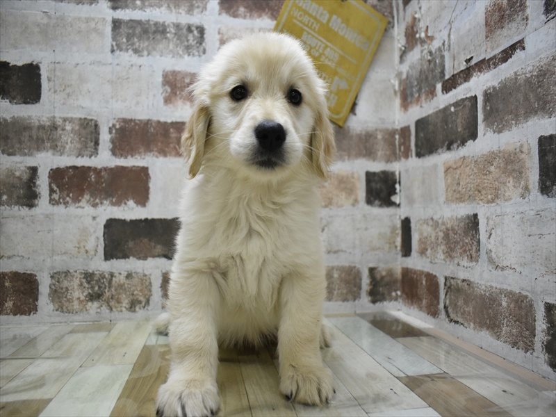 愛知県のゴールデンレトリバー (ワンラブイオンモール新瑞橋店/2025年10月1日生まれ/女の子/ゴールデン)の子犬の2枚目の画像