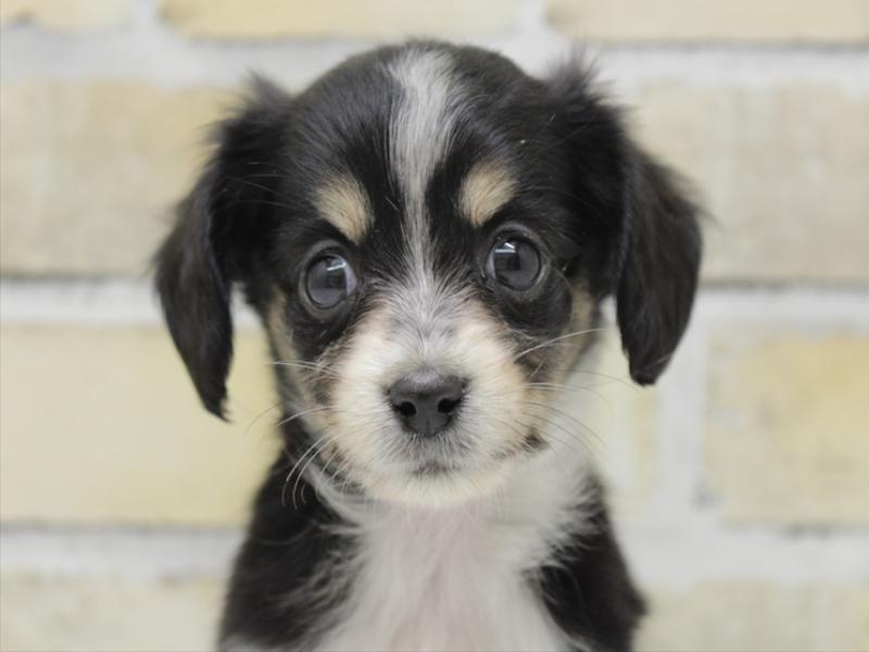 福岡県のチワックス(チワワ×ダックス) (ワンラブ福岡総本店/2025年10月1日生まれ/女の子/ブラックタンホワイト)の子犬の1枚目の画像