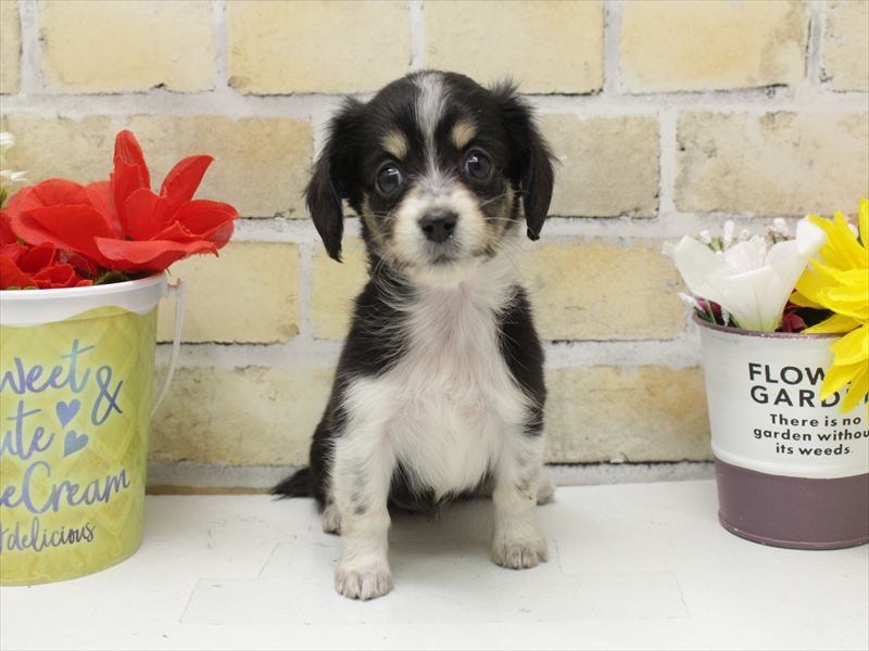 福岡県のチワックス(チワワ×ダックス) (ワンラブ福岡総本店/2025年10月1日生まれ/女の子/ブラックタンホワイト)の子犬の3枚目の画像