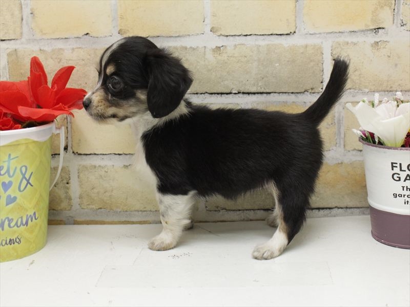 福岡県のチワックス(チワワ×ダックス) (ワンラブ福岡総本店/2025年10月1日生まれ/女の子/ブラックタンホワイト)の子犬の2枚目の画像