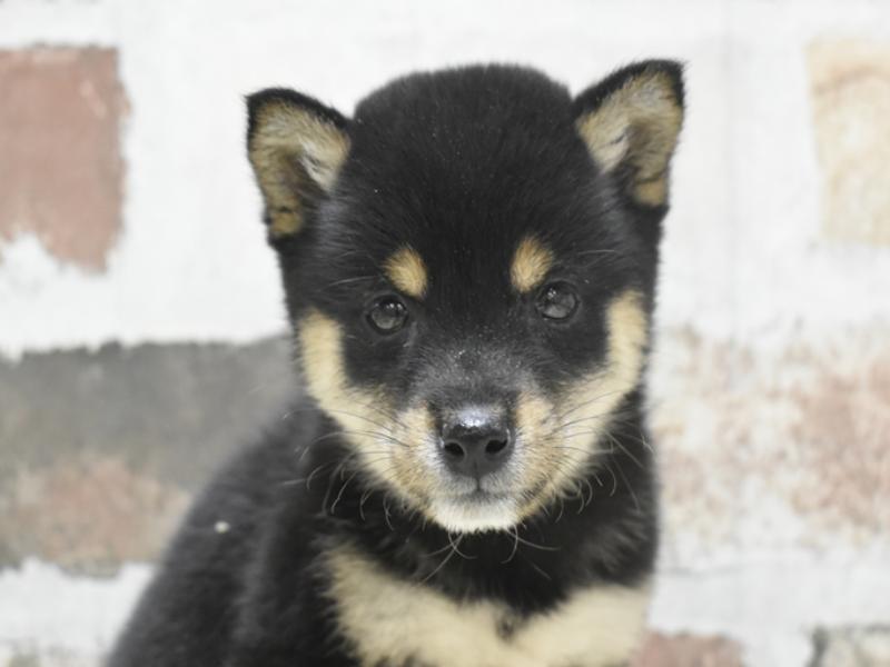 愛知県の豆柴 (ワンラブ名古屋守山インター総本店/2025年9月25日生まれ/女の子/黒)の子犬の1枚目の画像