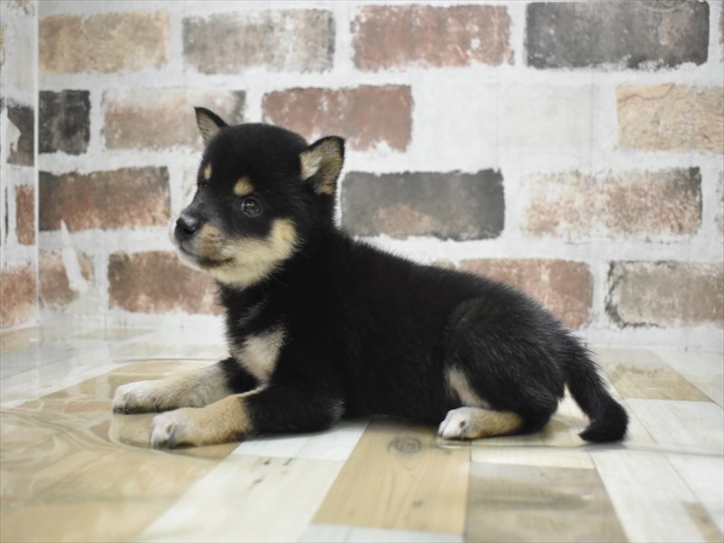 愛知県の豆柴 (ワンラブ名古屋守山インター総本店/2025年9月25日生まれ/女の子/黒)の子犬の3枚目の画像