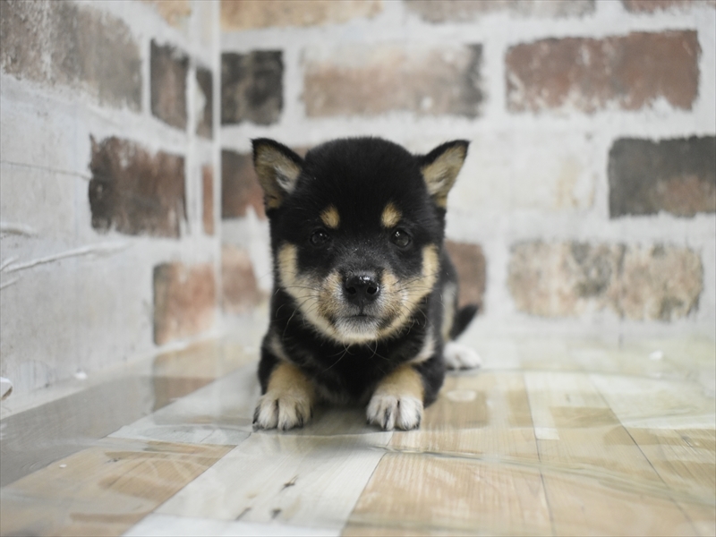 愛知県の豆柴 (ワンラブ名古屋守山インター総本店/2025年9月25日生まれ/女の子/黒)の子犬の2枚目の画像