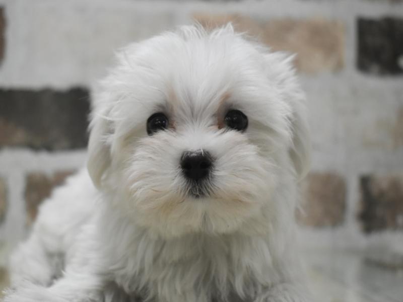 静岡県のマルチーズ (ワンラブ静岡PARCO店/2025年9月26日生まれ/男の子/ホワイト)の子犬の1枚目の画像