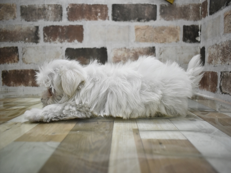 静岡県のマルチーズ (ワンラブ静岡PARCO店/2025年9月26日生まれ/男の子/ホワイト)の子犬の3枚目の画像