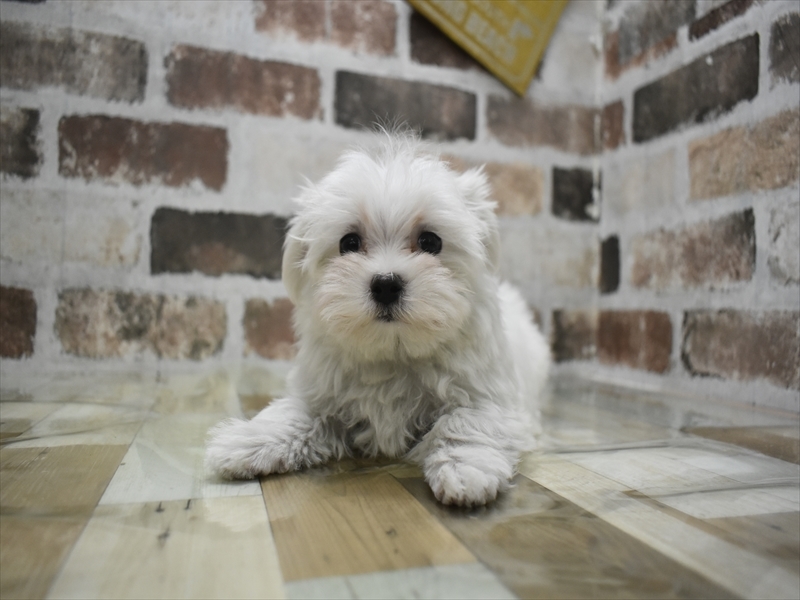 静岡県のマルチーズ (ワンラブ静岡PARCO店/2025年9月26日生まれ/男の子/ホワイト)の子犬の2枚目の画像