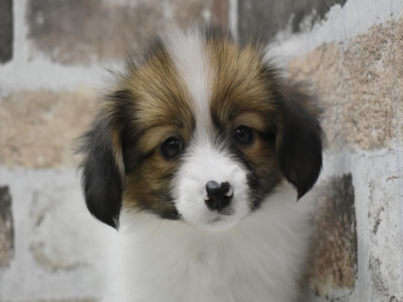 大阪府のパピヨン (ワンラブアクロスプラザ大東店/2025年10月2日生まれ/男の子/ホワイトレッド)の子犬の1枚目の画像