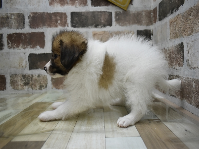 大阪府のパピヨン (ワンラブアクロスプラザ大東店/2025年10月2日生まれ/男の子/ホワイトレッド)の子犬の3枚目の画像