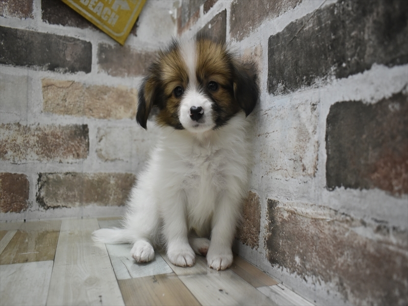 大阪府のパピヨン (ワンラブアクロスプラザ大東店/2025年10月2日生まれ/男の子/ホワイトレッド)の子犬の2枚目の画像