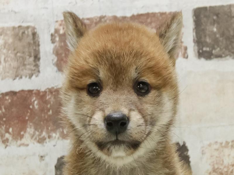 愛知県の柴犬(標準サイズ) (ワンラブ名古屋守山インター総本店/2025年10月4日生まれ/女の子/赤)の子犬の1枚目の画像