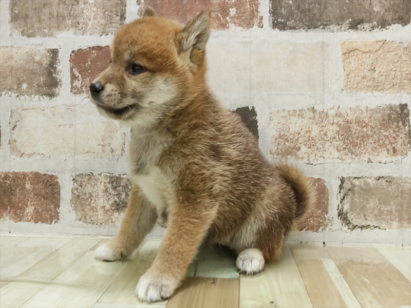 愛知県の柴犬(標準サイズ) (ワンラブ名古屋守山インター総本店/2025年10月4日生まれ/女の子/赤)の子犬の2枚目の画像