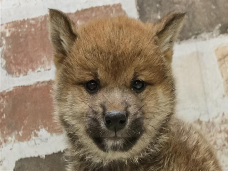 静岡県の柴犬(標準サイズ) (ワンラブららぽーと沼津店/2025年10月4日生まれ/男の子/赤)の子犬