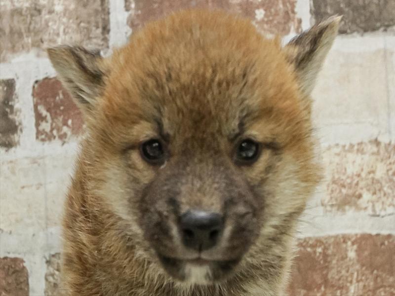 愛知県の柴犬(標準サイズ) (ワンラブイオンモール新瑞橋店/2025年10月4日生まれ/男の子/赤)の子犬の1枚目の画像