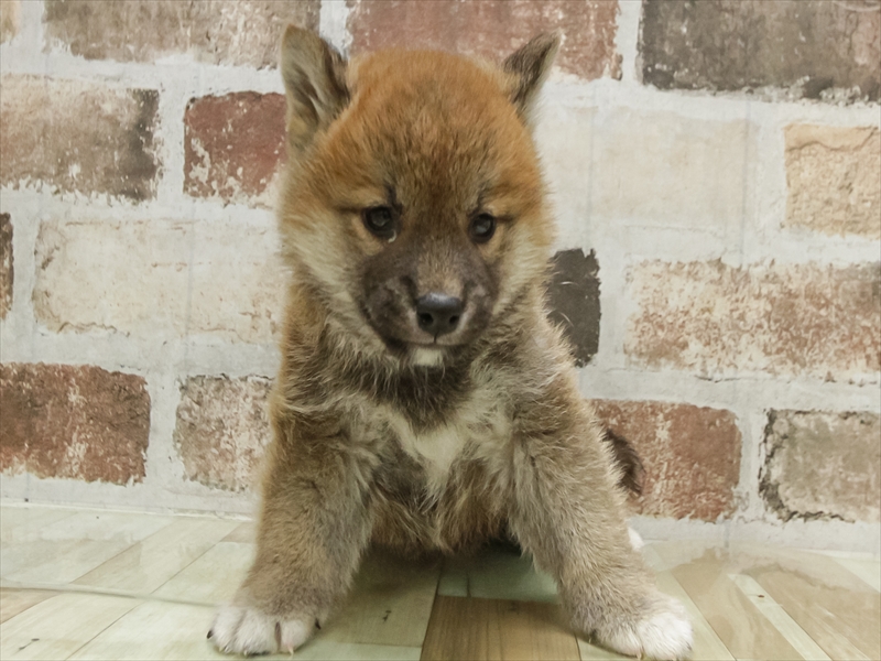 愛知県の柴犬(標準サイズ) (ワンラブイオンモール新瑞橋店/2025年10月4日生まれ/男の子/赤)の子犬の3枚目の画像