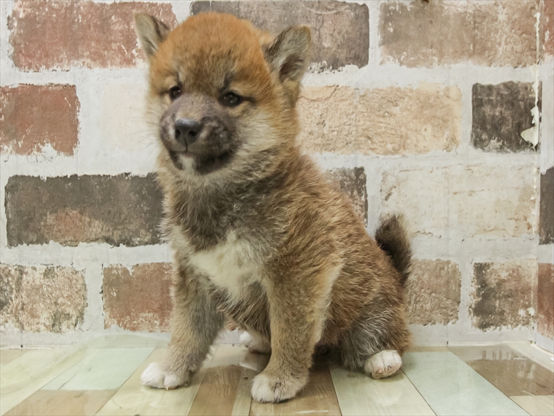 愛知県の柴犬(標準サイズ) (ワンラブイオンモール新瑞橋店/2025年10月4日生まれ/男の子/赤)の子犬の2枚目の画像