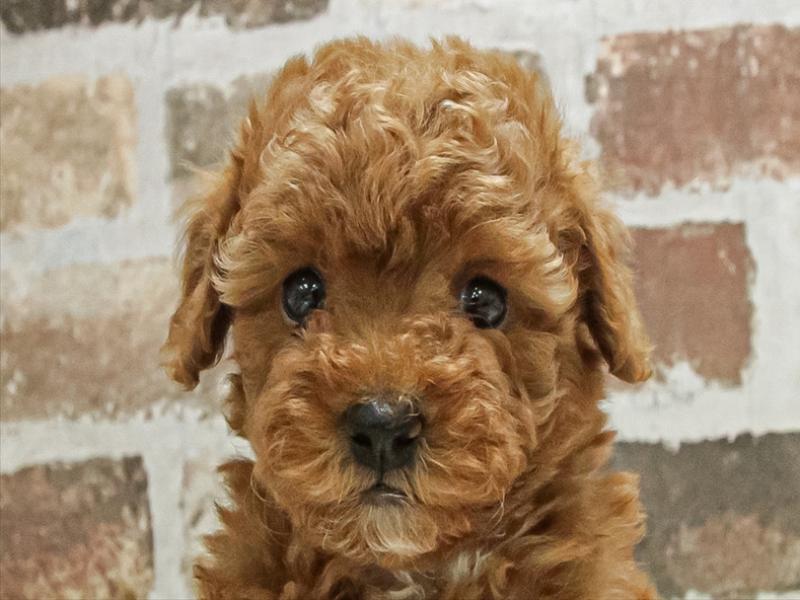 愛知県のトイプードル(トイ) (ワンラブカインズ名古屋守山店/2025年10月4日生まれ/女の子/レッド)の子犬の1枚目の画像