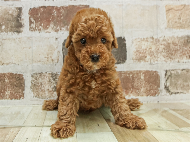 愛知県のトイプードル(トイ) (ワンラブカインズ名古屋守山店/2025年10月4日生まれ/女の子/レッド)の子犬の3枚目の画像