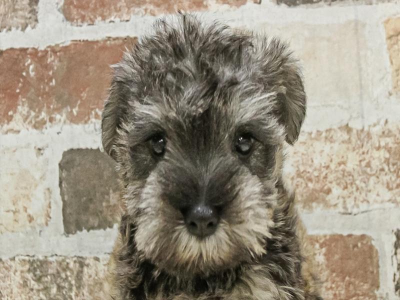 愛知県のミニチュアシュナウザー (ワンラブ名古屋守山インター総本店/2025年10月4日生まれ/女の子/ソルトペッパー)の子犬の1枚目の画像