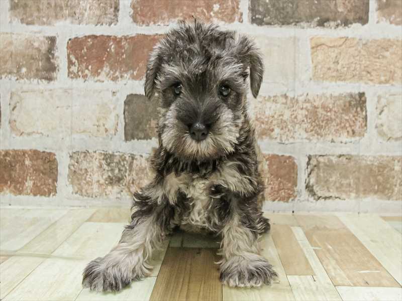 愛知県のミニチュアシュナウザー (ワンラブ名古屋守山インター総本店/2025年10月4日生まれ/女の子/ソルトペッパー)の子犬の3枚目の画像