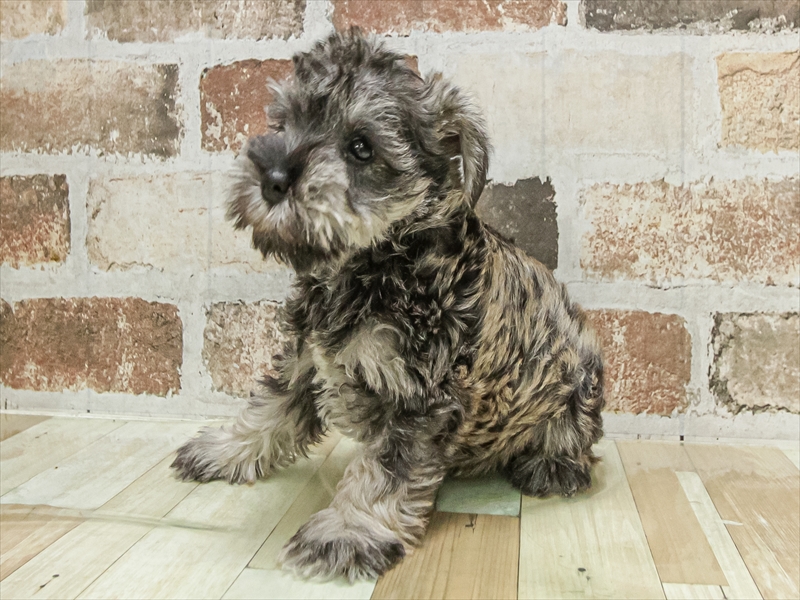 愛知県のミニチュアシュナウザー (ワンラブ名古屋守山インター総本店/2025年10月4日生まれ/女の子/ソルトペッパー)の子犬の2枚目の画像