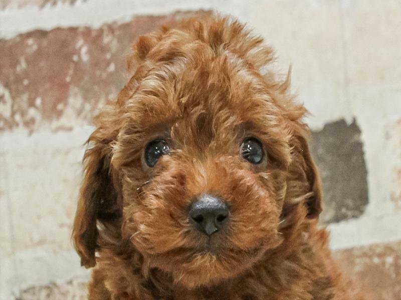 愛知県のトイプードル(トイ) (ワンラブ名古屋守山インター総本店/2025年10月3日生まれ/女の子/レッド)の子犬の1枚目の画像