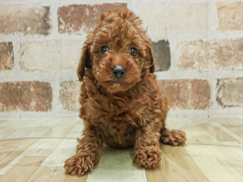 愛知県のトイプードル(トイ) (ワンラブ名古屋守山インター総本店/2025年10月3日生まれ/女の子/レッド)の子犬の3枚目の画像