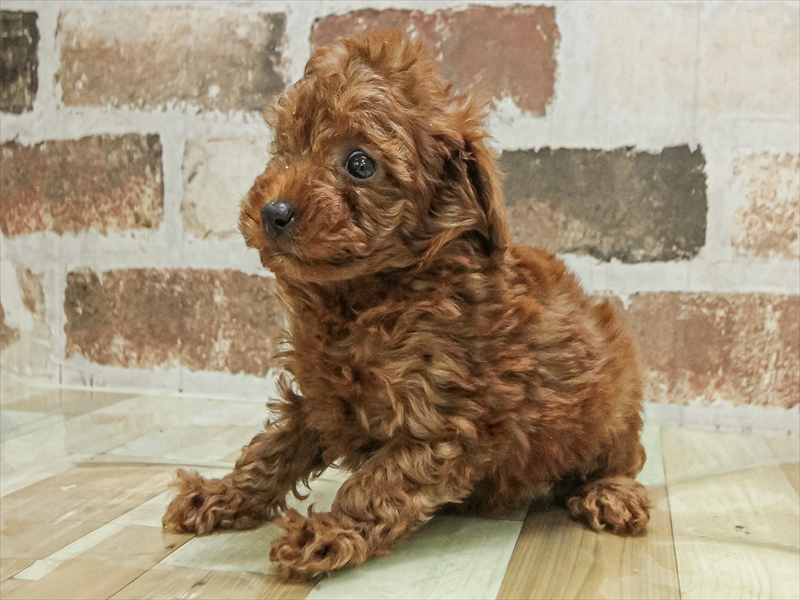 愛知県のトイプードル(トイ) (ワンラブ名古屋守山インター総本店/2025年10月3日生まれ/女の子/レッド)の子犬の2枚目の画像