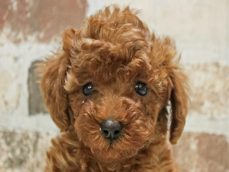 愛知県のトイプードル(トイ) (ワンラブ名古屋守山インター総本店/2025年10月3日生まれ/女の子/レッド)の子犬の1枚目の画像